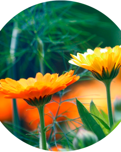 Caléndula Reset, detox primaveral de 28 días | Beewellness Nutrition | Palma de Mallorca